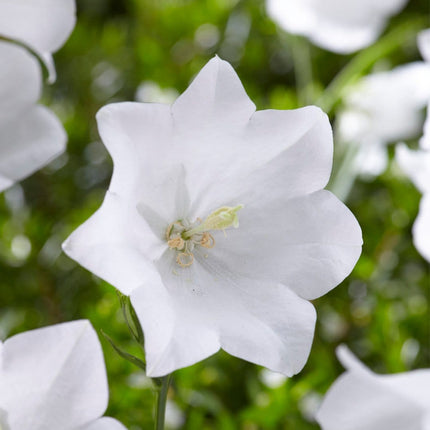 30cm Campanula 'Takion White' | 1L Pot Perennial Bedding