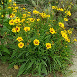 30cm Coreopsis 'lanceolata Sterntaler' | 10.5cm Pot Perennial Bedding