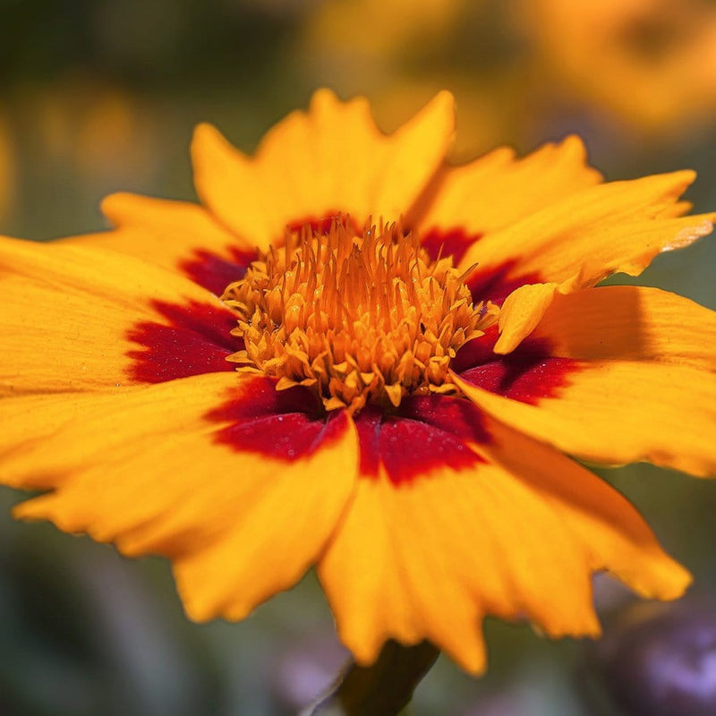 30cm Coreopsis 'lanceolata Sterntaler' | 10.5cm Pot Perennial Bedding