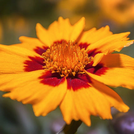 30cm Coreopsis 'lanceolata Sterntaler' | 10.5cm Pot Perennial Bedding