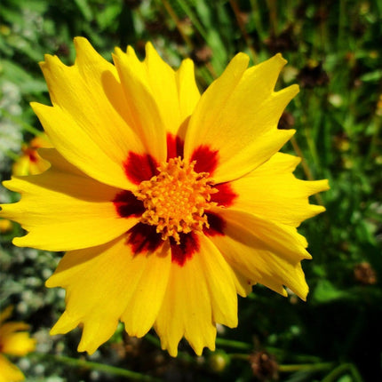 30cm Coreopsis 'lanceolata Sterntaler' | 10.5cm Pot Perennial Bedding