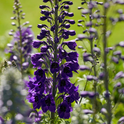 9 Delphinium Camelot Collection 10.5cm pot Perennial Bedding