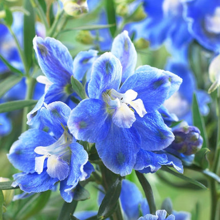 9 Delphinium Camelot Collection 10.5cm pot Perennial Bedding