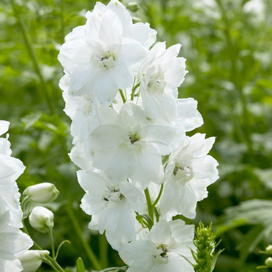 30cm Delphinium 'Galahad' | 10.5cm Pot Perennial Bedding