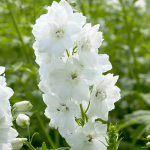 9 Delphinium Camelot Collection 10.5cm pot Perennial Bedding