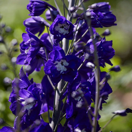 9 Delphinium Camelot Collection 10.5cm pot Perennial Bedding