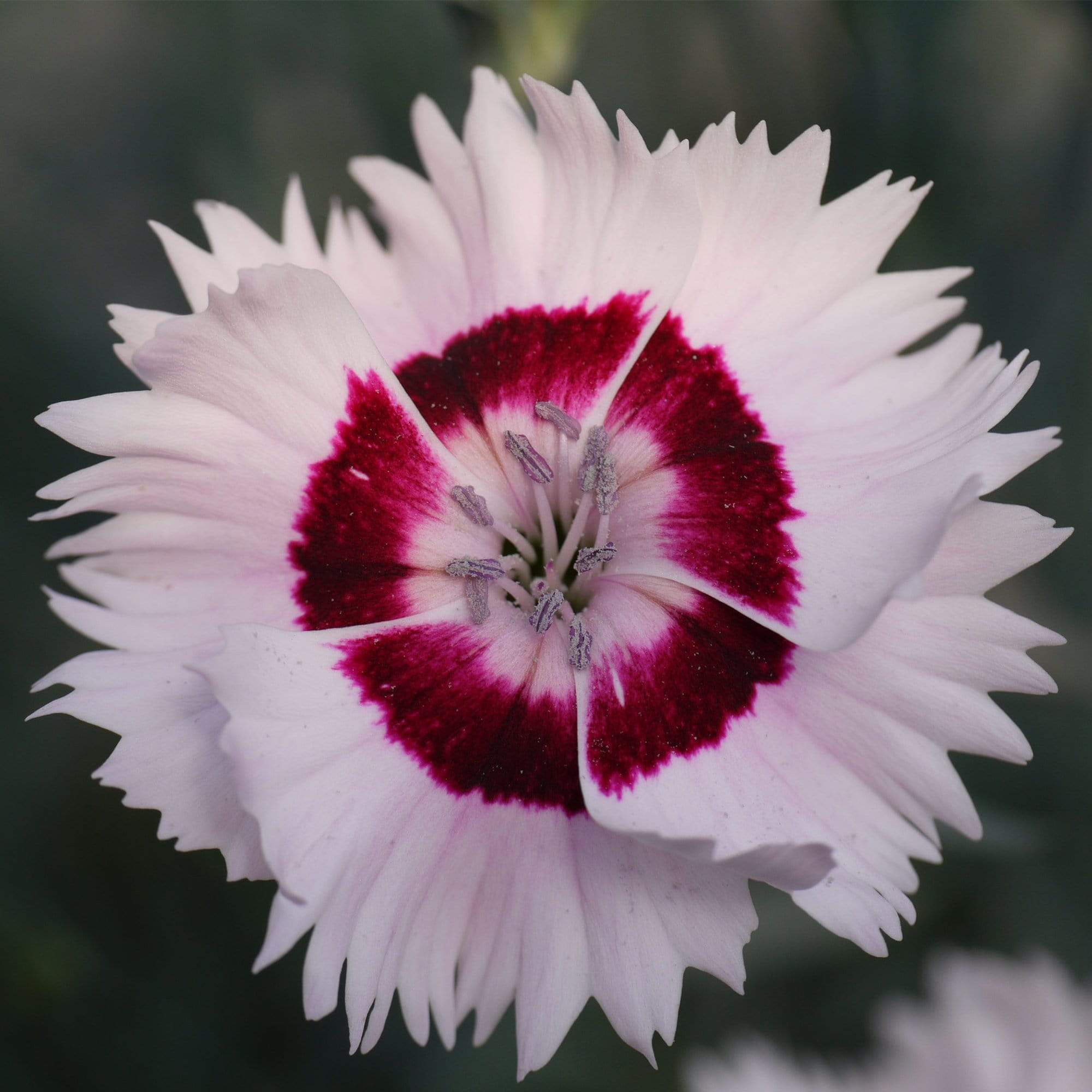 Dianthus 'Cocktail Cherry Daiquiri'