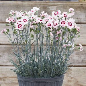 Dianthus 'Cocktail Cherry Daiquiri' | 2L Pot Perennial Bedding