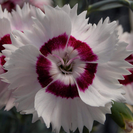 Dianthus 'Cocktail Cherry Daiquiri' | 2L Pot Perennial Bedding