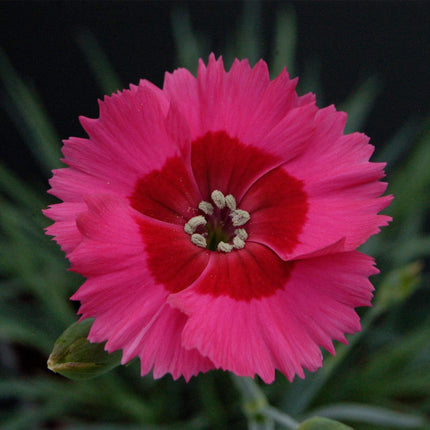 Dianthus 'Cocktail Cosmopolitan' | 2L Pot Perennial Bedding