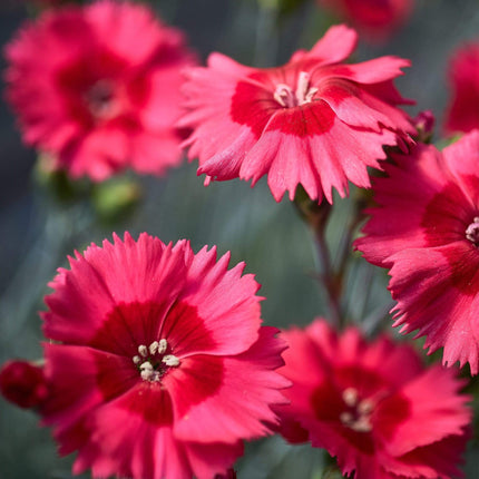 Dianthus 'Cocktail Cosmopolitan' | 2L Pot Perennial Bedding