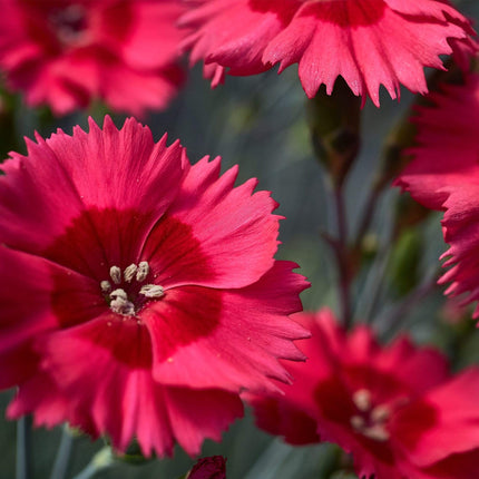 Dianthus 'Cocktail Cosmopolitan' | 2L Pot Perennial Bedding