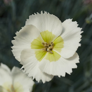 Dianthus 'Cocktail Mojito' Perennial Bedding