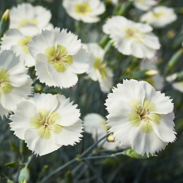 Dianthus 'Cocktail Mojito' Perennial Bedding