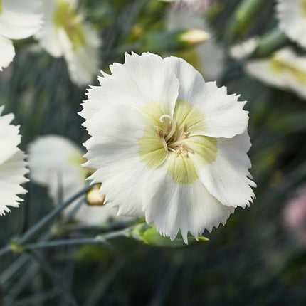 Dianthus 'Cocktail Mojito' Perennial Bedding