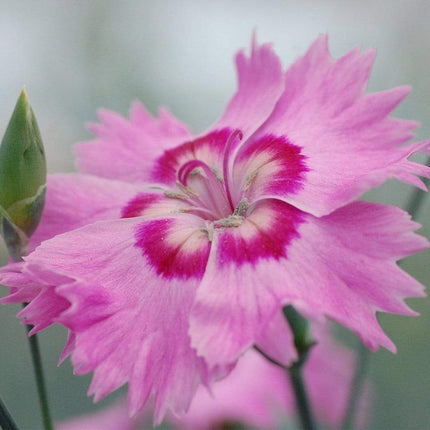 Dianthus 'Cocktail Shirley Temple' | 2L Pot Perennial Bedding