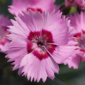 Dianthus 'Cocktail Shirley Temple' | 2L Pot Perennial Bedding