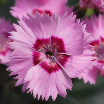 Dianthus 'Cocktail Shirley Temple' | 2L Pot Perennial Bedding