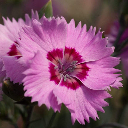 Dianthus 'Cocktail Shirley Temple' | 2L Pot Perennial Bedding