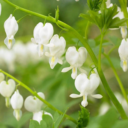 Bleeding Heart Plant 'Spectabilis Alba' | Dicentra | 3L Pot Perennial Bedding
