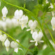 Bleeding Heart Plant 'Spectabilis Alba' | Dicentra | 3L Pot Perennial Bedding