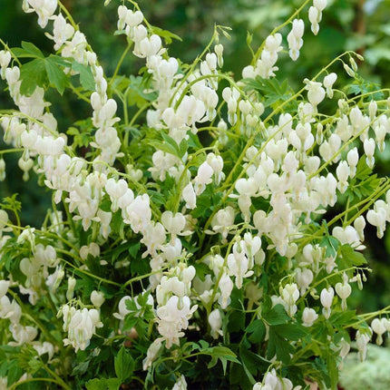 Bleeding Heart Plant 'Spectabilis Alba' | Dicentra | 3L Pot Perennial Bedding