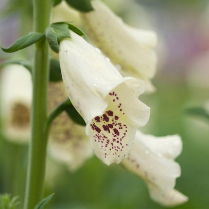 30cm Foxglove 'Dalmatian Cream' | Digitalis | 1L Pot Perennial Bedding