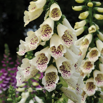 30cm Foxglove 'Dalmatian Cream' | Digitalis | 1L Pot Perennial Bedding