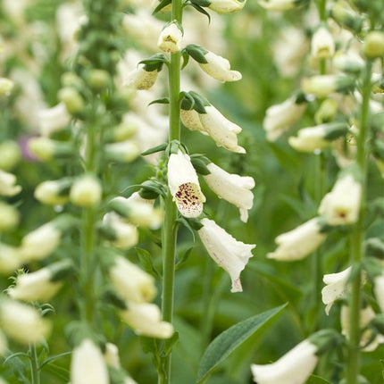 30cm Foxglove 'Dalmatian Cream' | Digitalis | 1L Pot Perennial Bedding