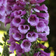 30cm Foxglove 'Dalmatian Purple' |Digitalis| 1L Pot Perennial Bedding