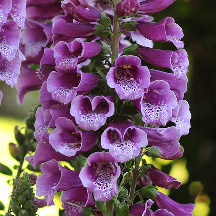 Digitalis Dalmatian | 4 x 1L Pots Perennial Bedding