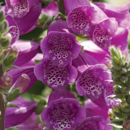 30cm Foxglove 'Dalmatian Purple' |Digitalis| 1L Pot Perennial Bedding