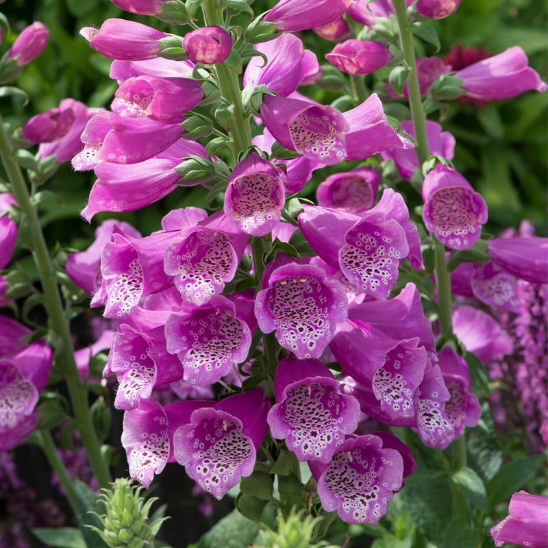 30cm Foxglove 'Dalmatian Purple' |Digitalis| 1L Pot Perennial Bedding