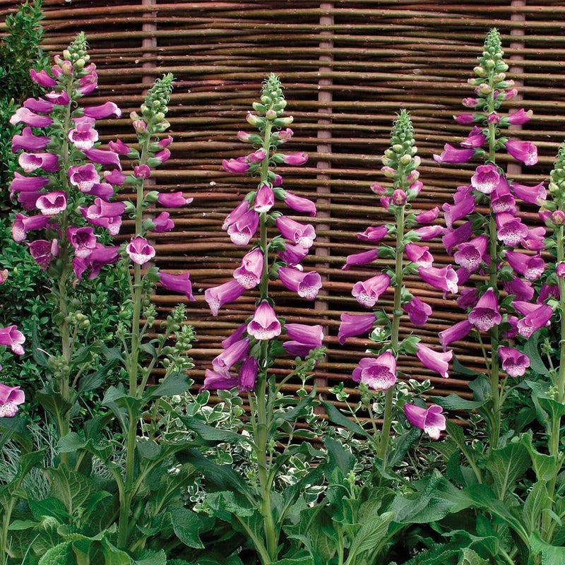 30cm Foxglove 'Dalmatian Purple' |Digitalis| 1L Pot Perennial Bedding