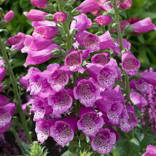 30cm Foxglove 'Dalmatian Rose'  |Digitalis| 1L Pot Perennial Bedding