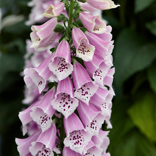 30cm Foxglove 'Dalmatian Rose'  |Digitalis| 1L Pot Perennial Bedding