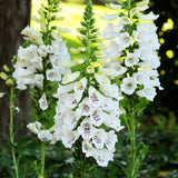 30cm Foxglove 'Dalmatian White'  |Digitalis| 1L Pot Perennial Bedding