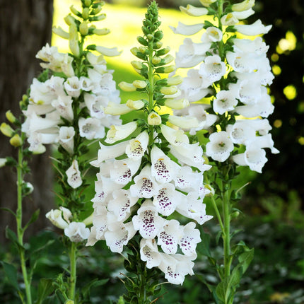 30cm Foxglove 'Dalmatian White'  |Digitalis| 1L Pot Perennial Bedding