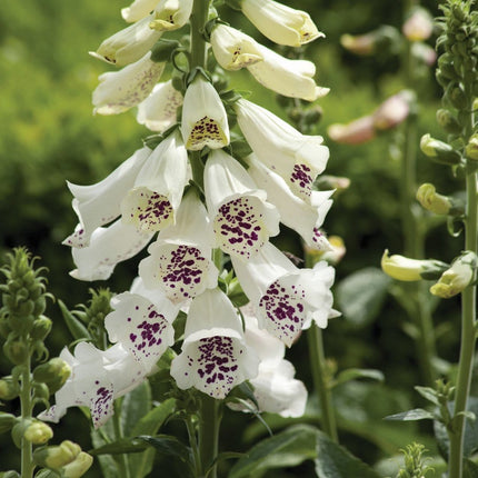 30cm Foxglove 'Dalmatian White'  |Digitalis| 1L Pot Perennial Bedding