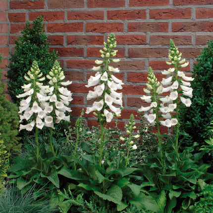 30cm Foxglove 'Dalmatian White'  |Digitalis| 1L Pot Perennial Bedding