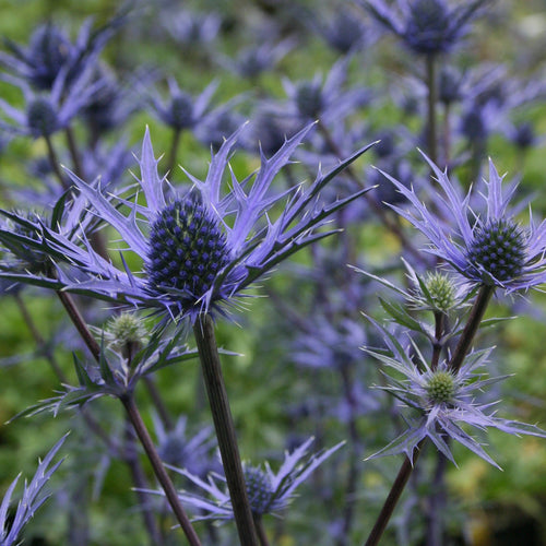 9 Best Perennial Plants Collections | Growers Choice Perennial Bedding