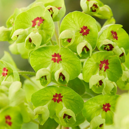 40cm Euphorbia 'Ascot Rainbow' | 2L Pot Perennial Bedding