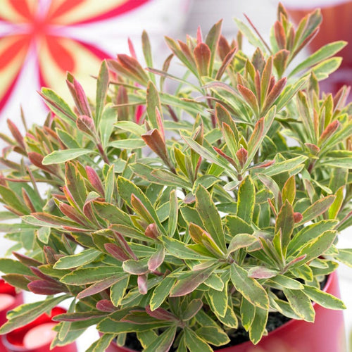 40cm Euphorbia 'Ascot Rainbow' | 2L Pot Perennial Bedding