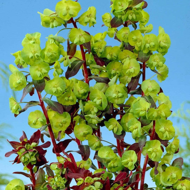 Euphorbia 'Purpurea' | 2L Pot Perennial Bedding