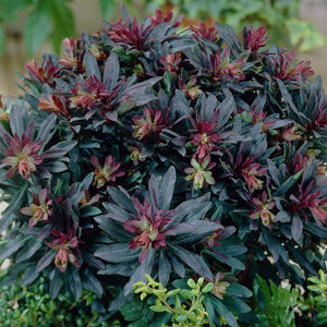 Euphorbia 'Purpurea' | 2L Pot Perennial Bedding