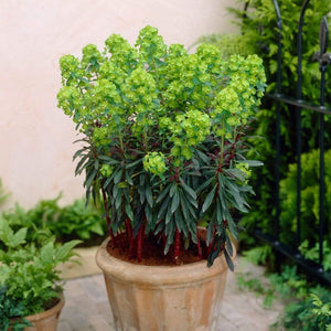 Euphorbia 'Purpurea' | 2L Pot Perennial Bedding