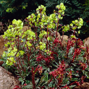 Euphorbia 'Purpurea' | 2L Pot Perennial Bedding