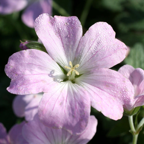 Hardy Geranium Collection | 3 x 1L Pots Perennial Bedding