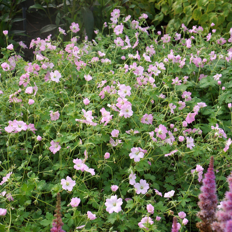 Hardy Geranium Collection | 3 x 1L Pots Perennial Bedding