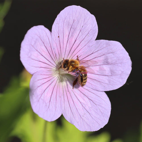 30cm Geranium 'Dreamland' | 1L Pot Perennial Bedding